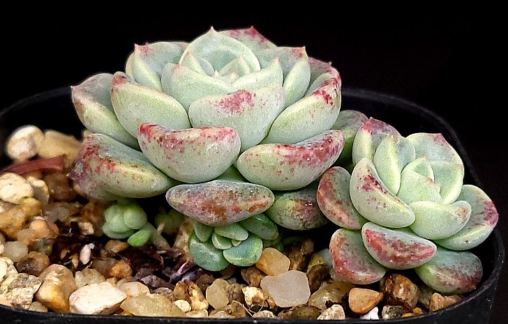 Echeveria Agavoides Tinkerbell 10 Pieces Seeds