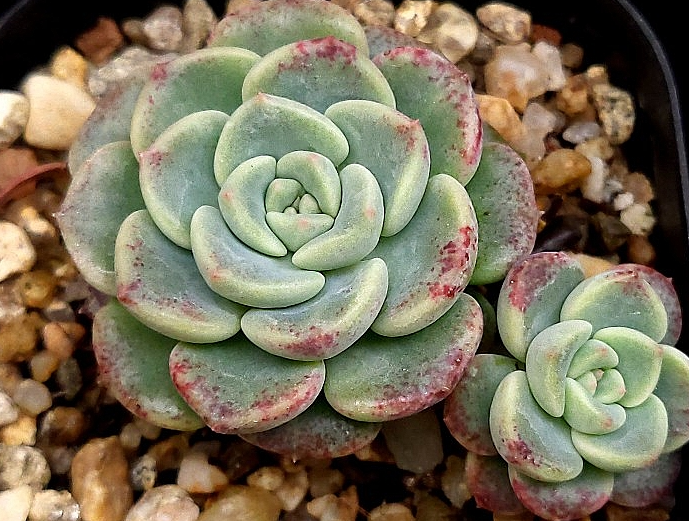 Echeveria Agavoides Tinkerbell 10 Pieces Seeds