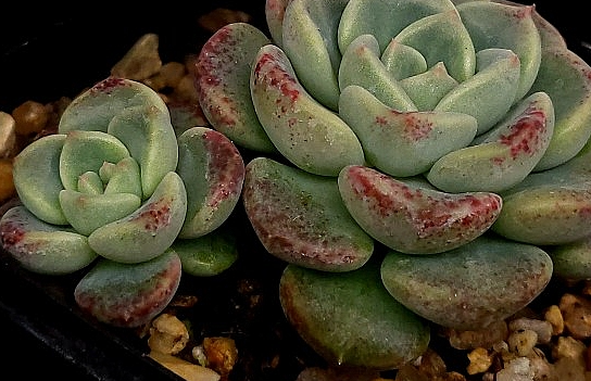 Echeveria Agavoides Tinkerbell 10 Pieces Seeds