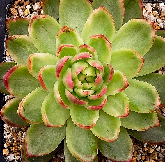 Echeveria agavoides Prolifera 10 Pieces Seeds