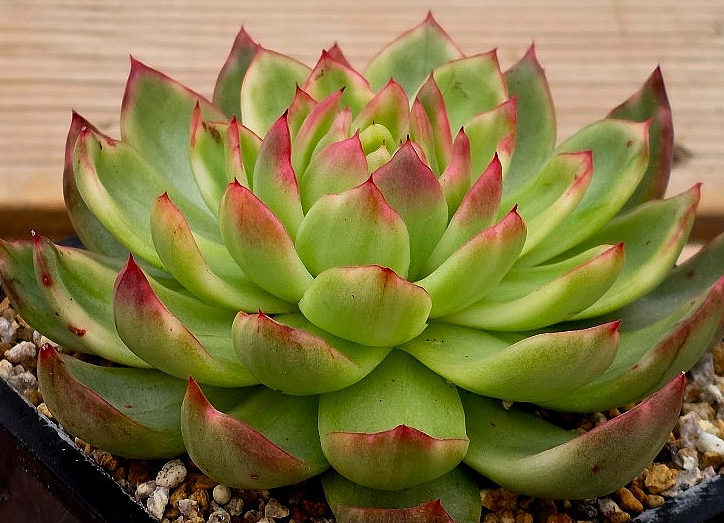 Echeveria agavoides Prolifera 10 Pieces Seeds