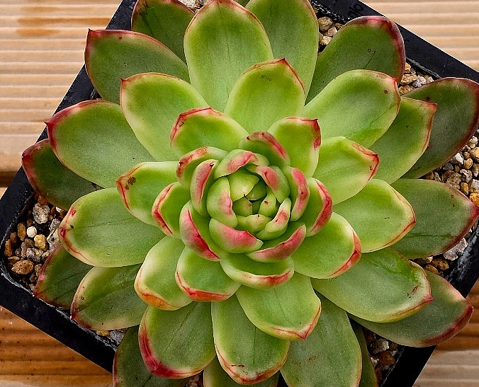 Echeveria agavoides Prolifera 10 Pieces Seeds