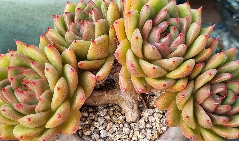 Echeveria Agavoides Troy 10 Pieces Seeds