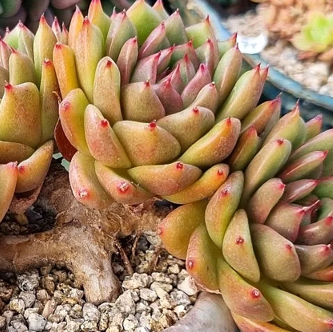 Echeveria Agavoides Troy 10 Pieces Seeds
