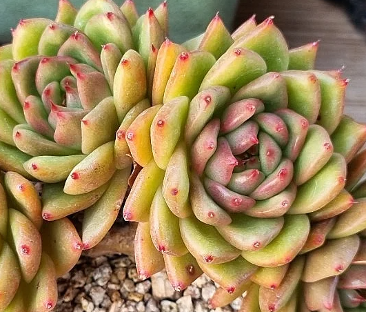 Echeveria Agavoides Troy 10 Pieces Seeds