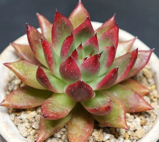 Echeveria agavoides Beast Giant 10 Pieces Seeds