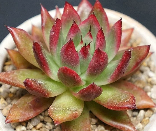 Echeveria agavoides Beast Giant 10 Pieces Seeds