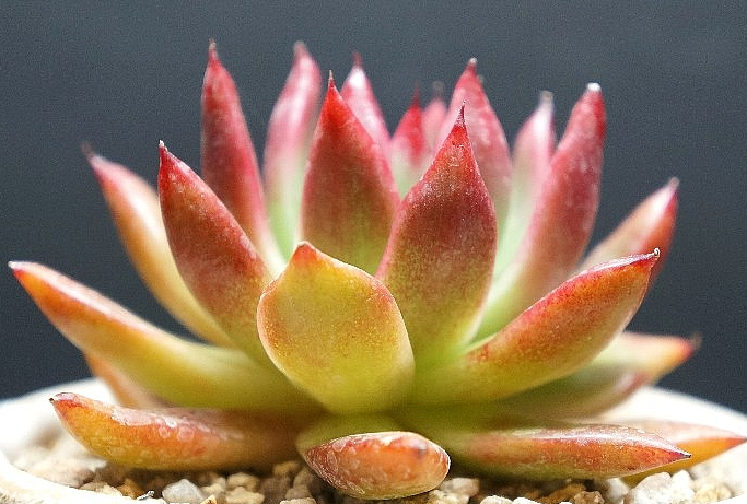 Echeveria agavoides Beast Giant 10 Pieces Seeds