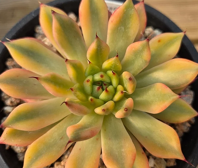 Echeveria agavoides Black tip 10 Pieces Seeds