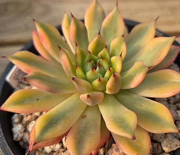 Echeveria agavoides Black tip 10 Pieces Seeds