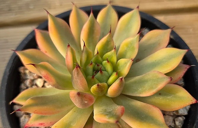 Echeveria agavoides Black tip 10 Pieces Seeds
