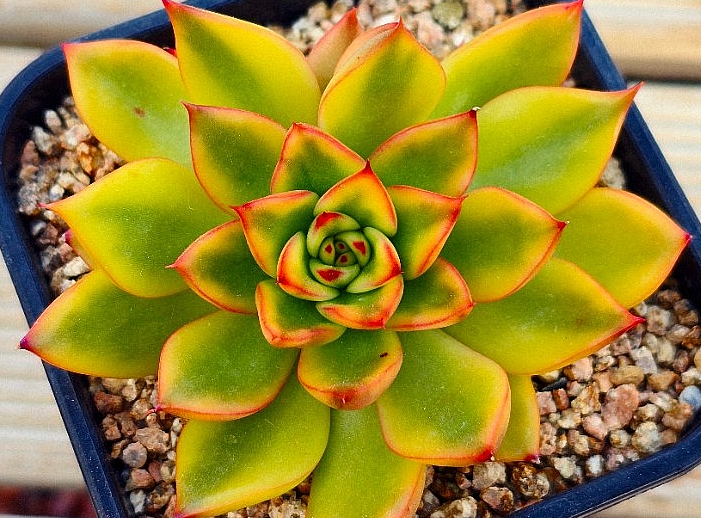 Echeveria agavoides Rubra 10 Pieces Seeds