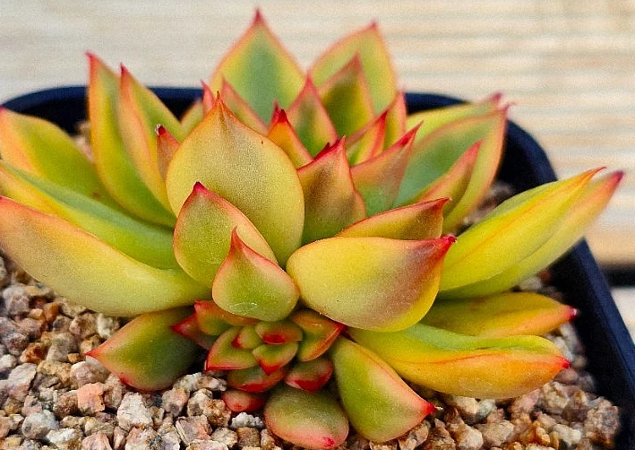 Echeveria agavoides Rubra 10 Pieces Seeds