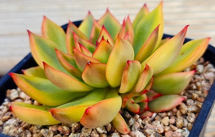Echeveria agavoides Rubra 10 Pieces Seeds