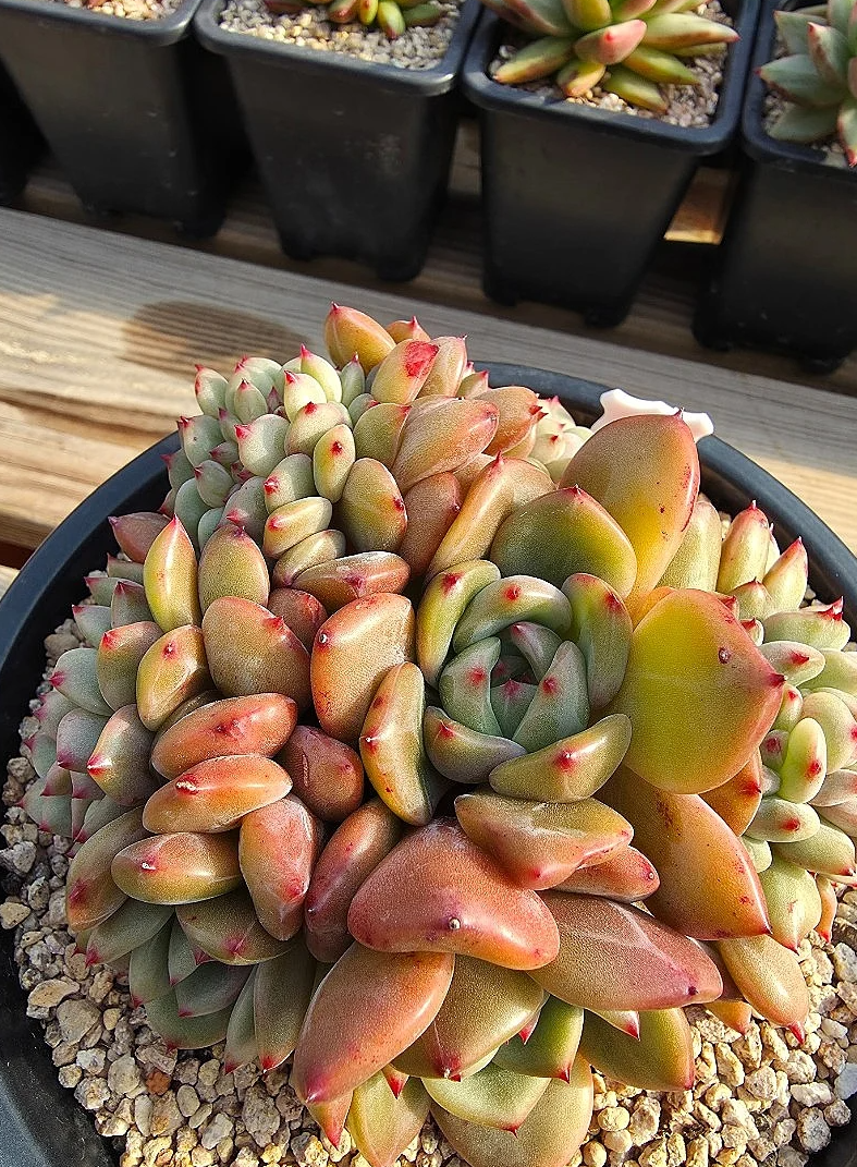 Echeveria Agavoides Shallot 10 Pieces Seeds