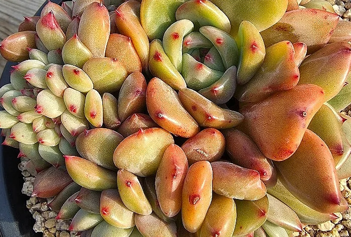 Echeveria Agavoides Shallot 10 Pieces Seeds