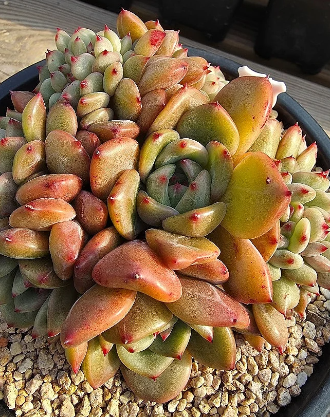 Echeveria Agavoides Shallot 10 Pieces Seeds