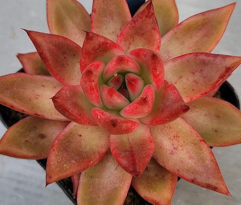 Echeveria agavoides Frank Reinelt 10 Pieces Seeds