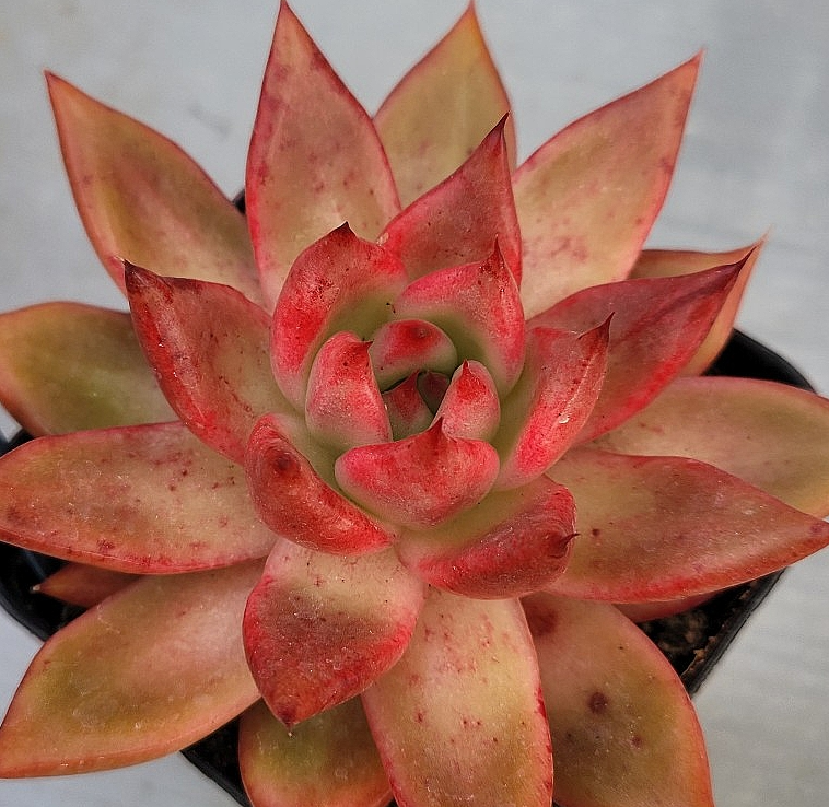 Echeveria agavoides Frank Reinelt 10 Pieces Seeds