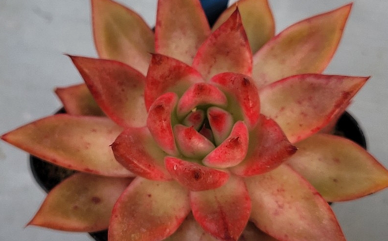 Echeveria agavoides Frank Reinelt 10 Pieces Seeds
