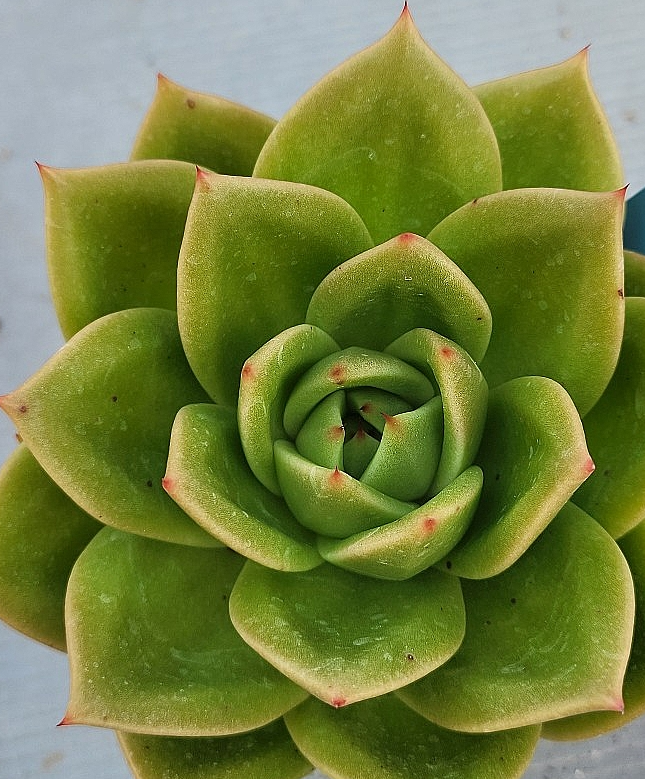 Echeveria Jupiter 10 Pieces Seeds