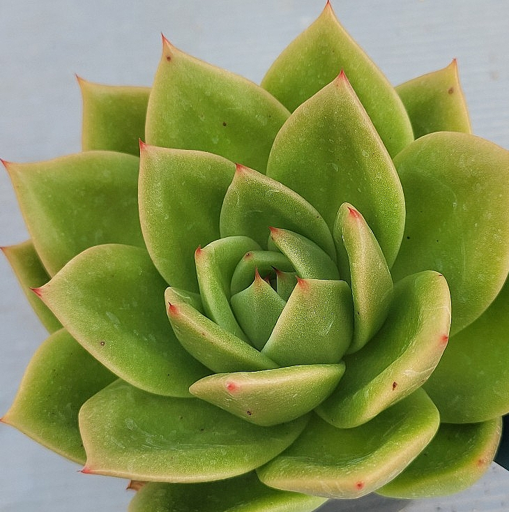Echeveria Jupiter 10 Pieces Seeds