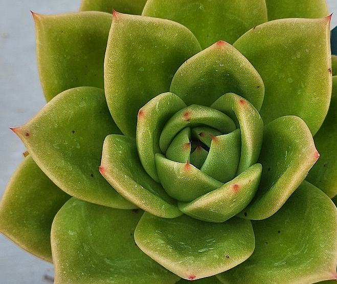 Echeveria Jupiter 10 Pieces Seeds