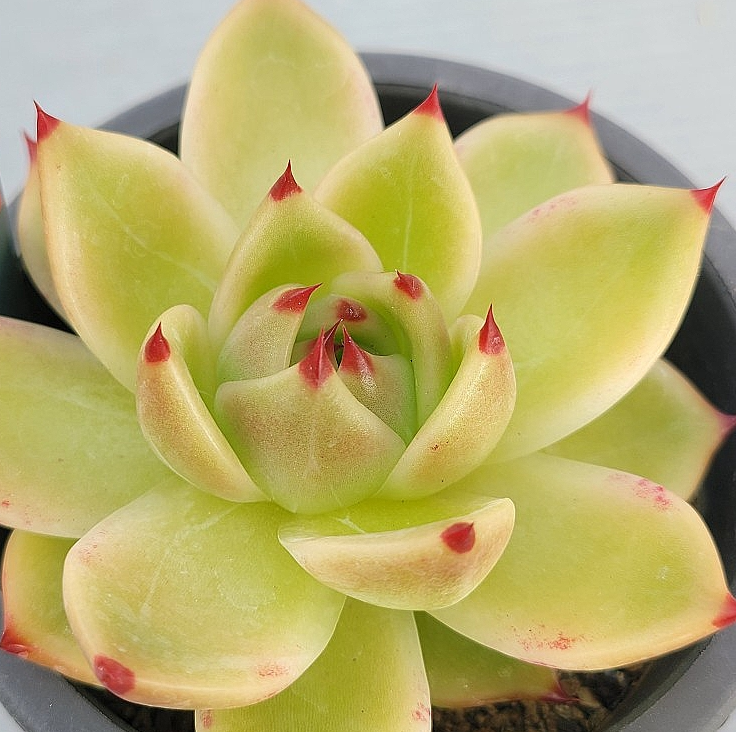 Echeveria Blue Dragon 10 Pieces Seeds