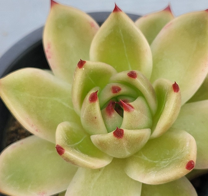 Echeveria Blue Dragon 10 Pieces Seeds