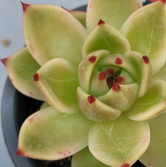 Echeveria Blue Dragon 10 Pieces Seeds