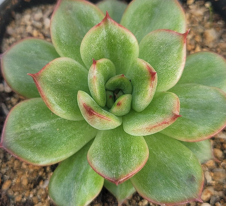 Echeveria Eve 10 Pieces Seeds