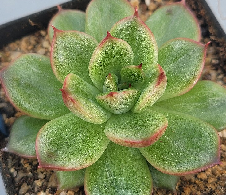 Echeveria Eve 10 Pieces Seeds