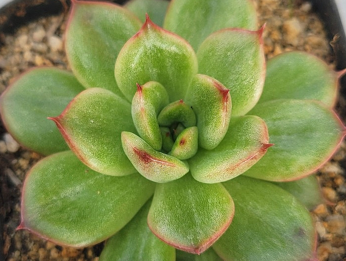 Echeveria Eve 10 Pieces Seeds