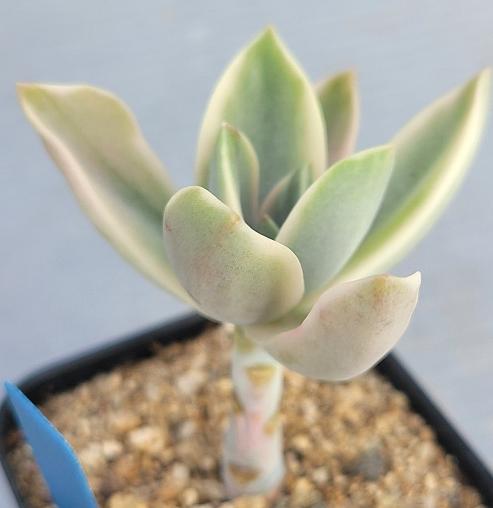 Graptoveria Fred Ives 12 Pieces Seeds