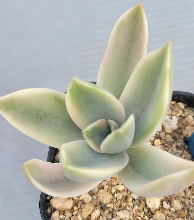 Graptoveria Fred Ives 12 Pieces Seeds