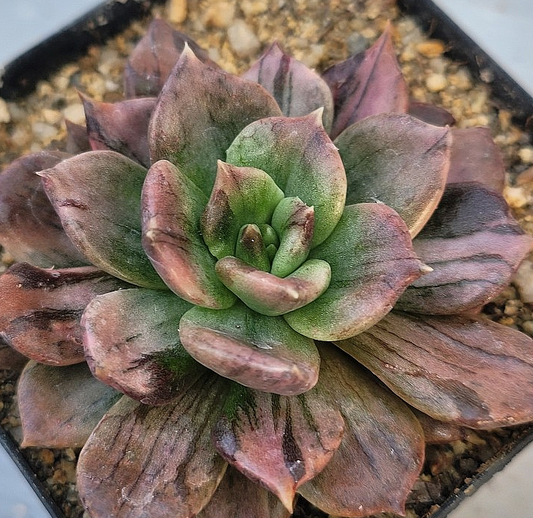 Echeveria black prince 10 Pieces Seeds