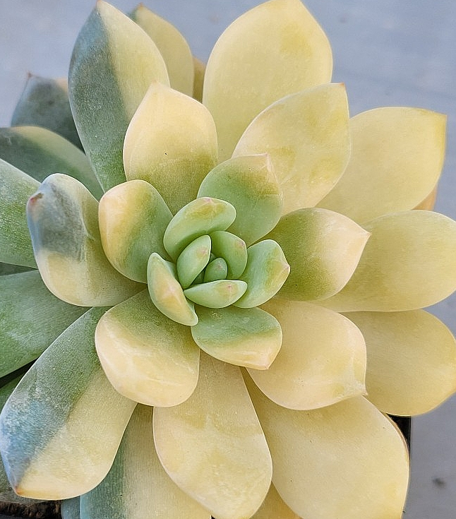 Echeveria cv Laulindsayana Monroe 10 Pieces Seeds