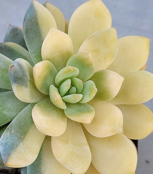 Echeveria cv Laulindsayana Monroe 10 Pieces Seeds