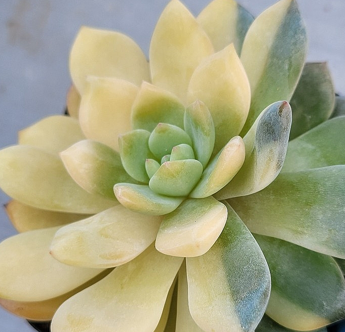Echeveria cv Laulindsayana Monroe 10 Pieces Seeds