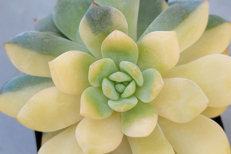 Echeveria cv Laulindsayana Monroe 10 Pieces Seeds