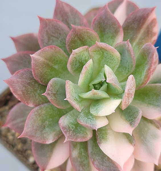 Echeveria bradburiana 10 Pieces Seeds