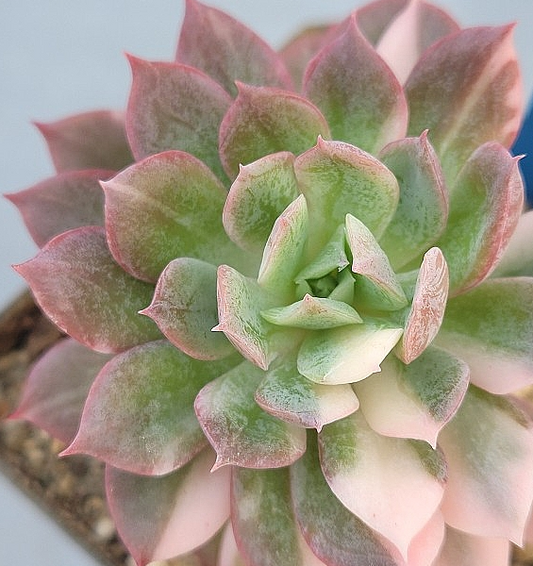 Echeveria bradburiana 10 Pieces Seeds
