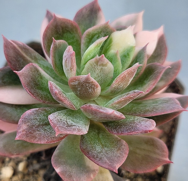 Echeveria bradburiana 10 Pieces Seeds