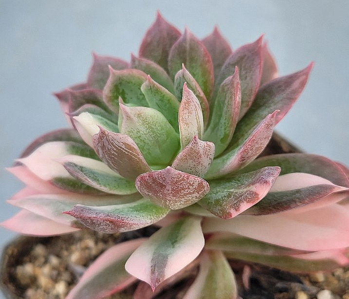 Echeveria bradburiana 10 Pieces Seeds
