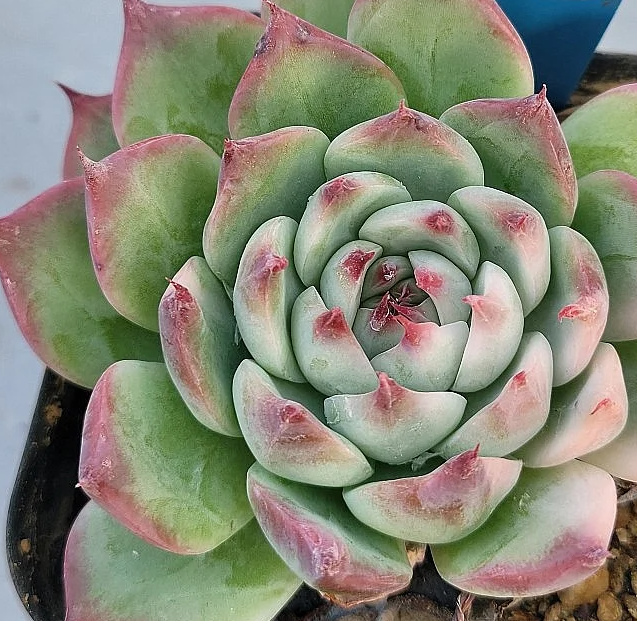 Echeveria chihuahuaensis 10 Pieces Seeds