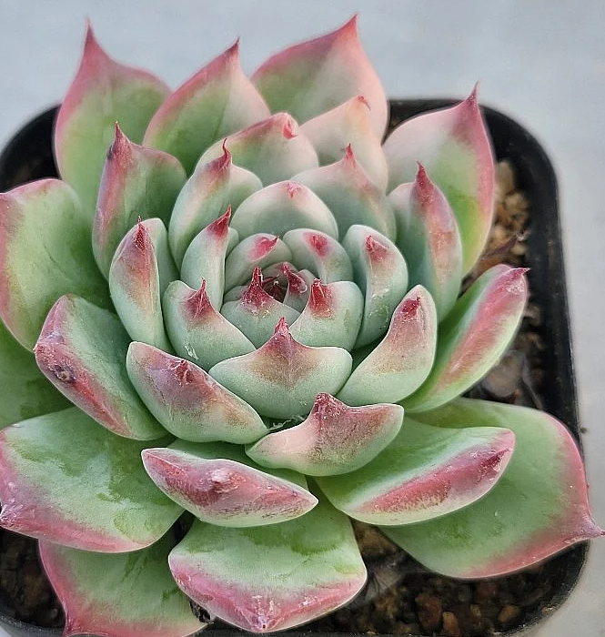 Echeveria chihuahuaensis 10 Pieces Seeds