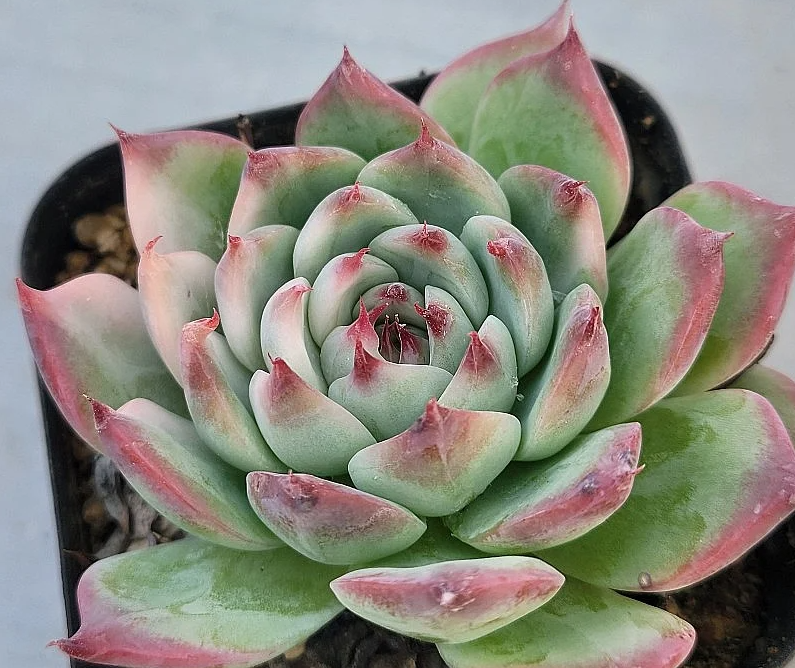 Echeveria chihuahuaensis 10 Pieces Seeds