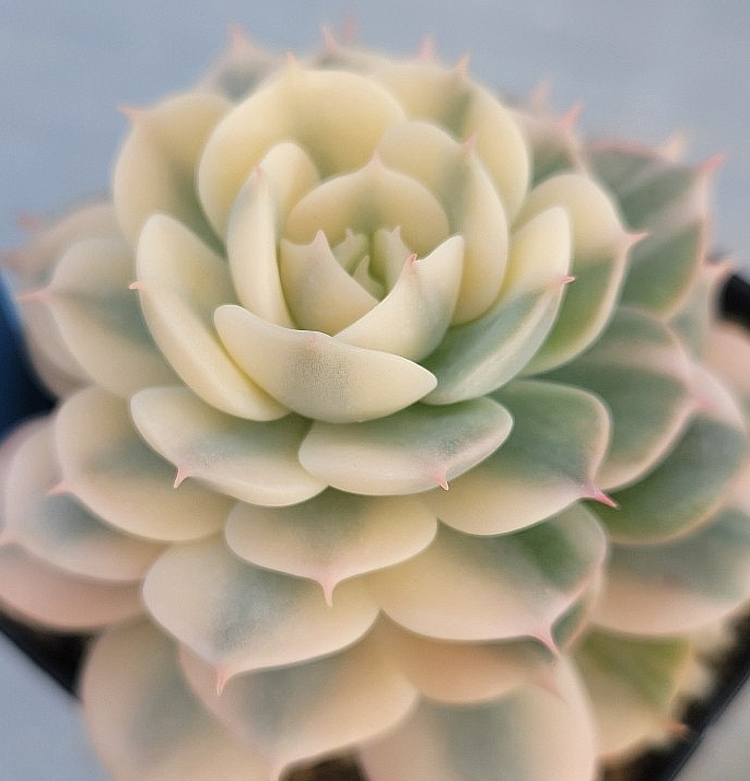 Echeveria Peacockckii Bluete 10 Pieces Seeds
