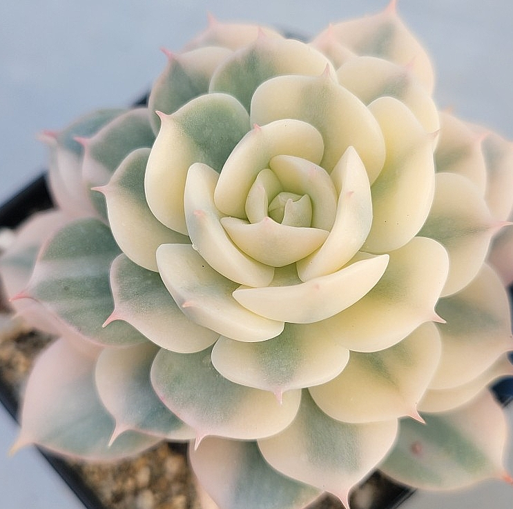 Echeveria Peacockckii Bluete 10 Pieces Seeds