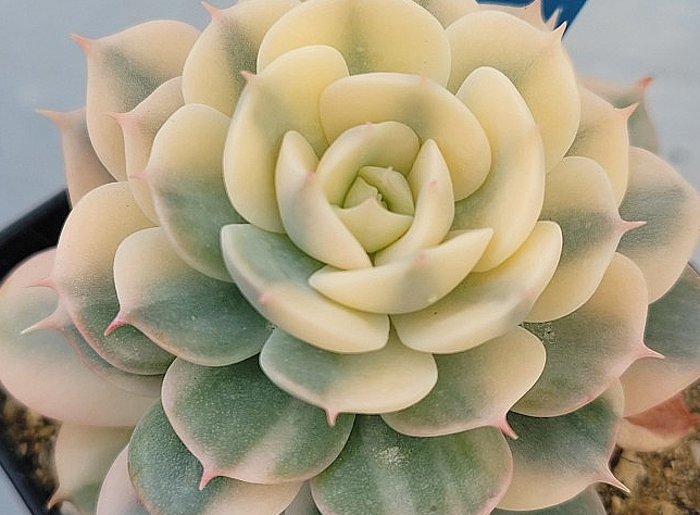 Echeveria Peacockckii Bluete 10 Pieces Seeds